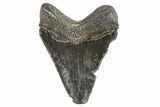 Serrated, Juvenile Megalodon Tooth - South Carolina #340607-1